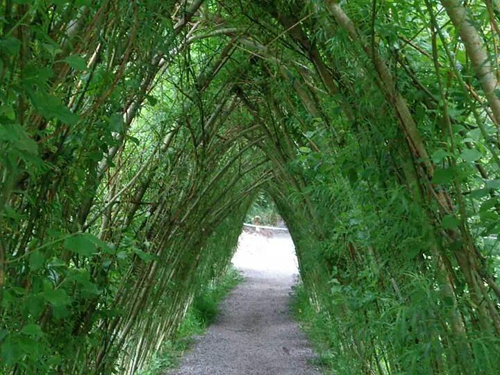 Arched pathway Photograph by Tammy Herron - Pixels