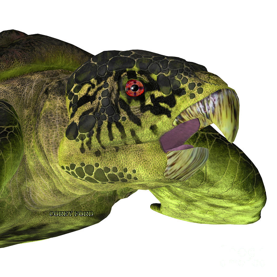 Archelon Turtle Head Digital Art by Corey Ford