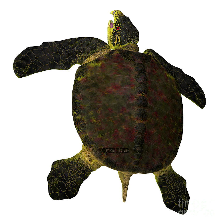 Archelon Turtle Tail Digital Art by Corey Ford