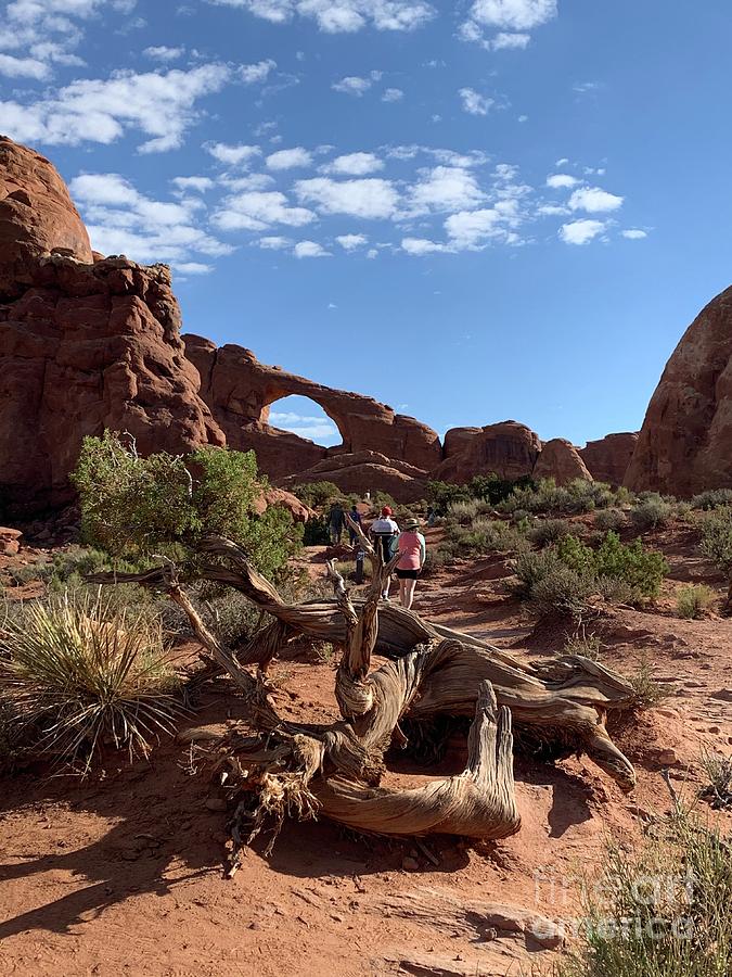 Arches National Park  Photograph by Mindy Bench