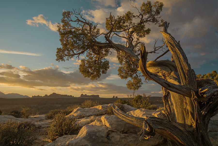 Arches National Park Windswept Tree Photograph by Brian Howerton