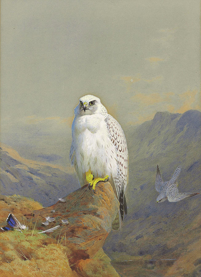 Archibald Thorburn  A Greenland Falcon On A Rocky Outcrop Painting
