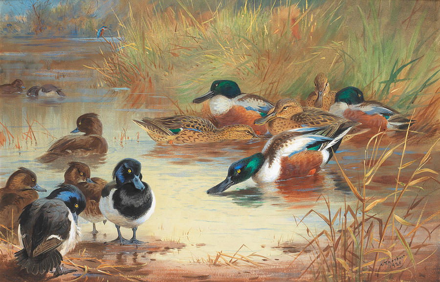 ARCHIBALD THORBURN British, 1860-1935 Shoveler and Tufted Duck with a ...