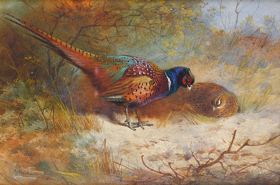 Archibald Thorburn Pheasants 1918 Painting