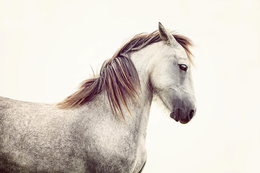 Archie - Horse Art Photograph by Lisa Saint
