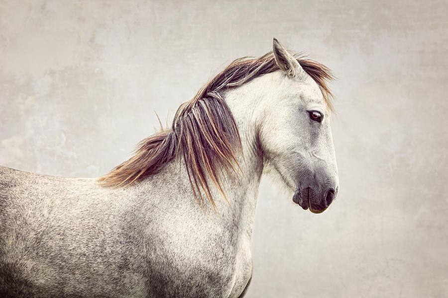 Archie III - Horse Art Photograph by Lisa Saint