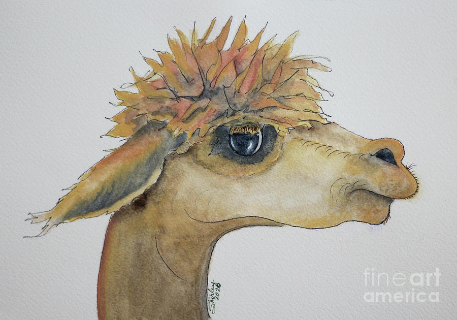 Archie the Alpaca Painting by Shirley Dutchkowski