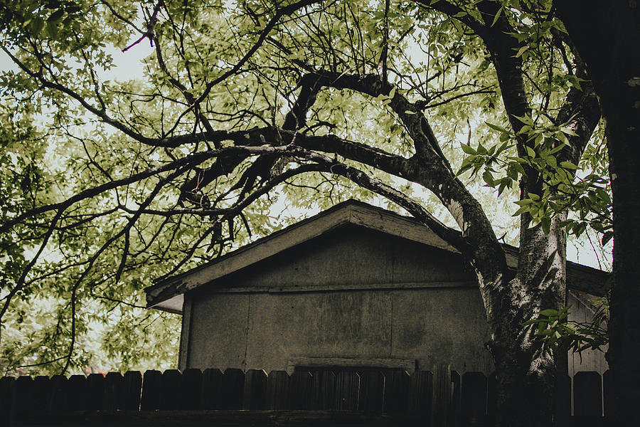 Arching Tree Over Old Shed  Photograph by W Craig Photography