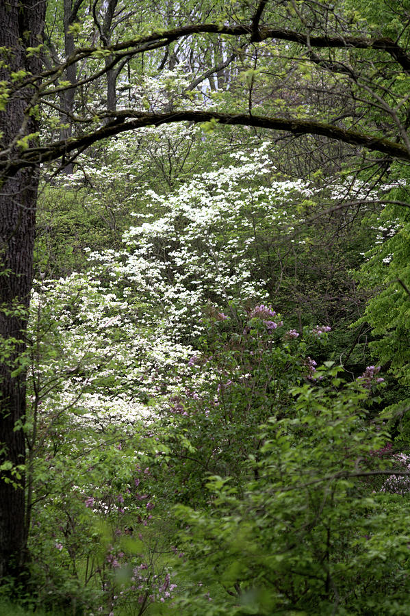 Archway To The White Lilac Photograph