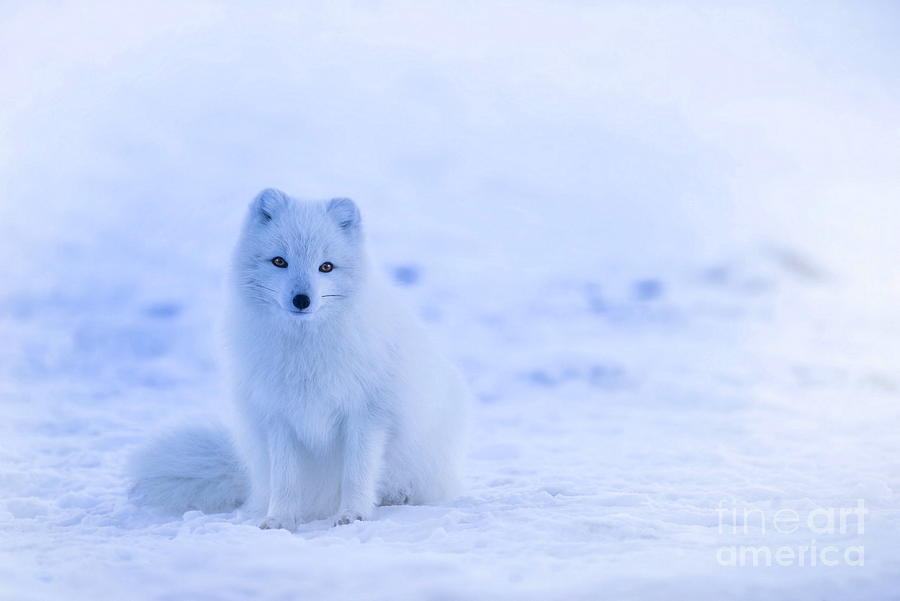 Arctic fox 1 Painting by Alexandra Arts