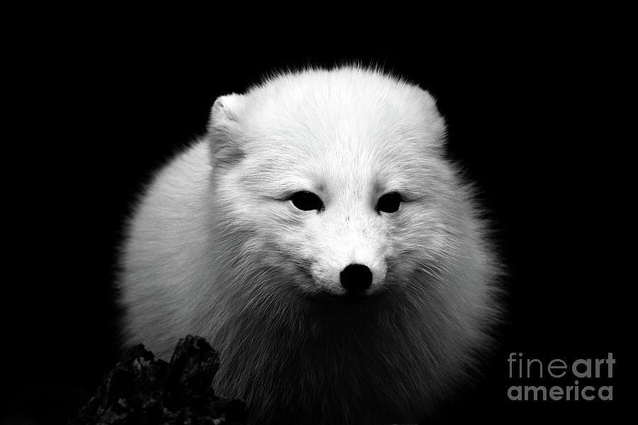 Arctic Fox Photograph by Bailey Maier