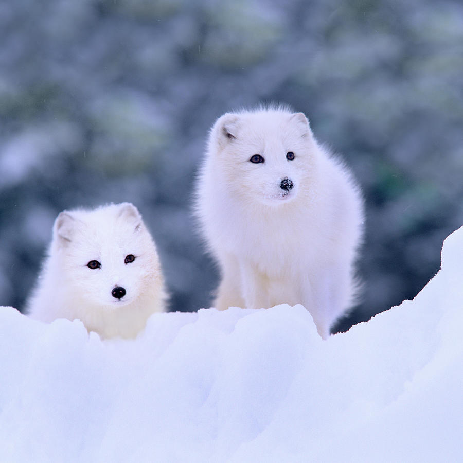 Arctic fox, Churchill, Manitoba Photograph by Tim Fitzharris - Fine Art ...