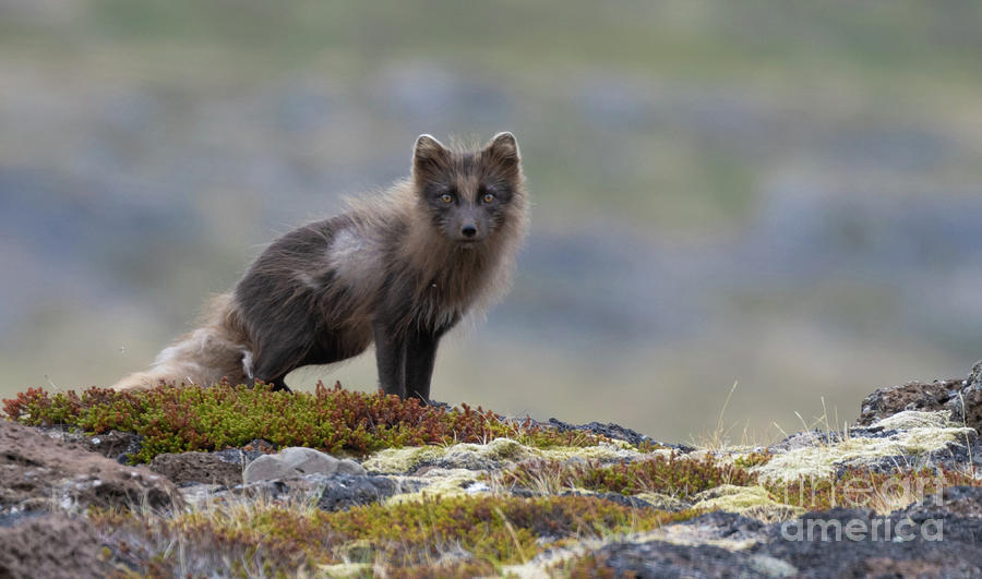 Arctic Fox Photograph by Eva Lechner