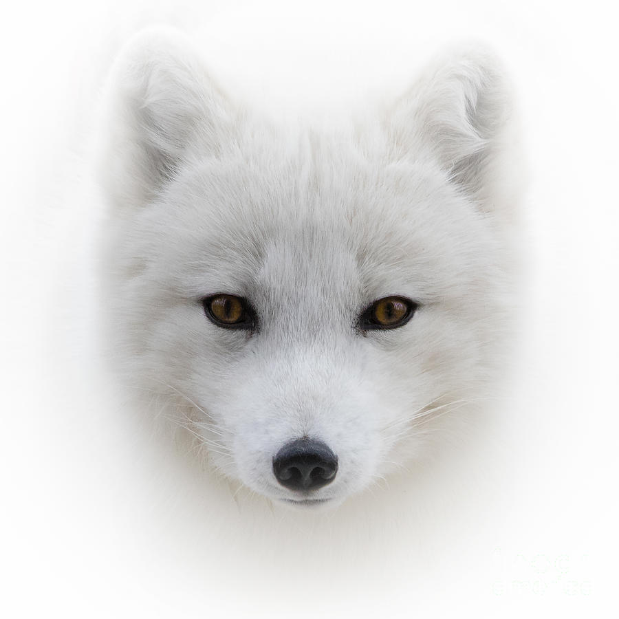 Arctic Fox front view portrait Photograph by Jean Landry