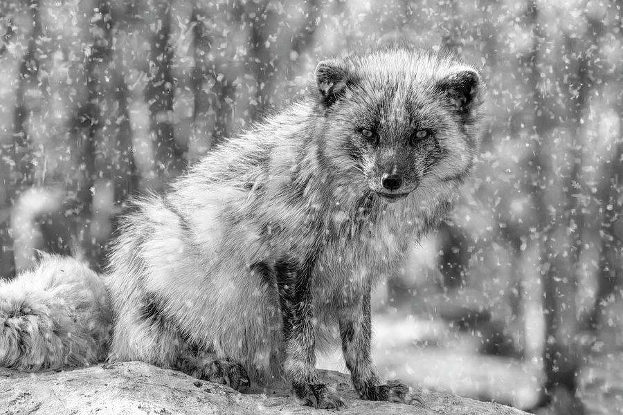 Arctic Fox In The Snow In Black And White Photograph