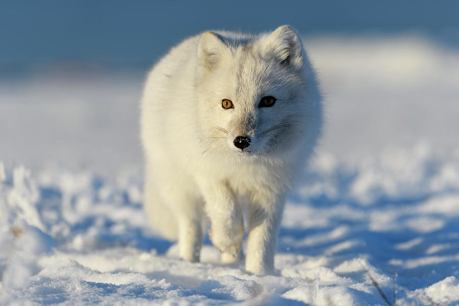 baby arctic fox tundra