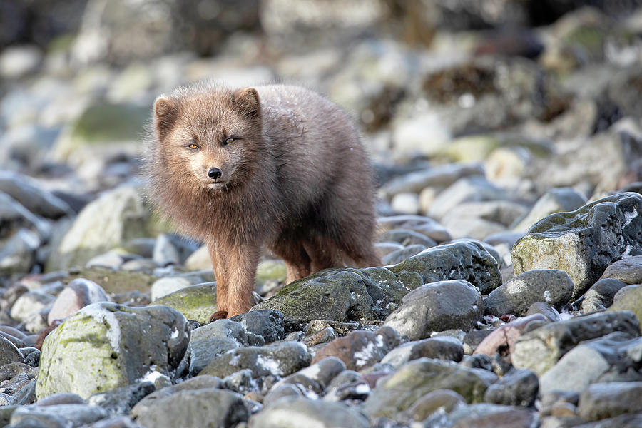 Arctic Fox Photograph by Jean-Luc Baron - Fine Art America