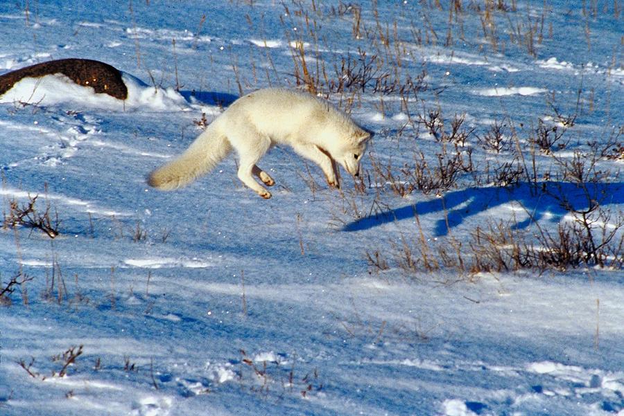 Arctic fox jumping in midair Photograph by Jupiterimages