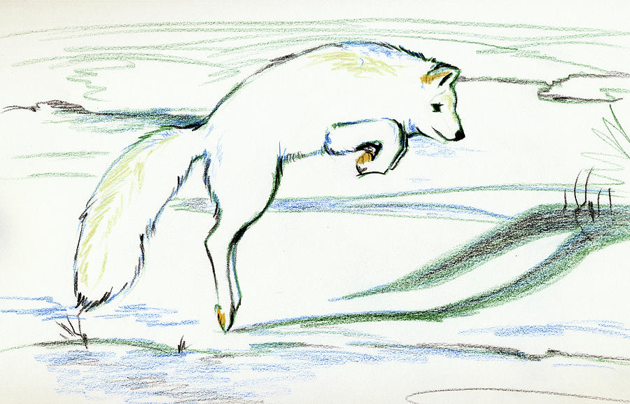 how to draw a arctic fox