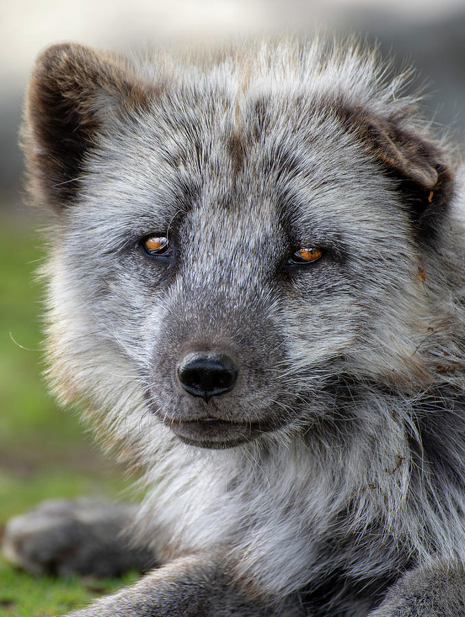 Arctic Fox portrait Photograph by Gareth Parkes
