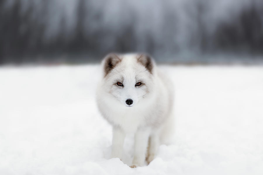 Animal Photograph - Arctic fox portrait by Murray Rudd