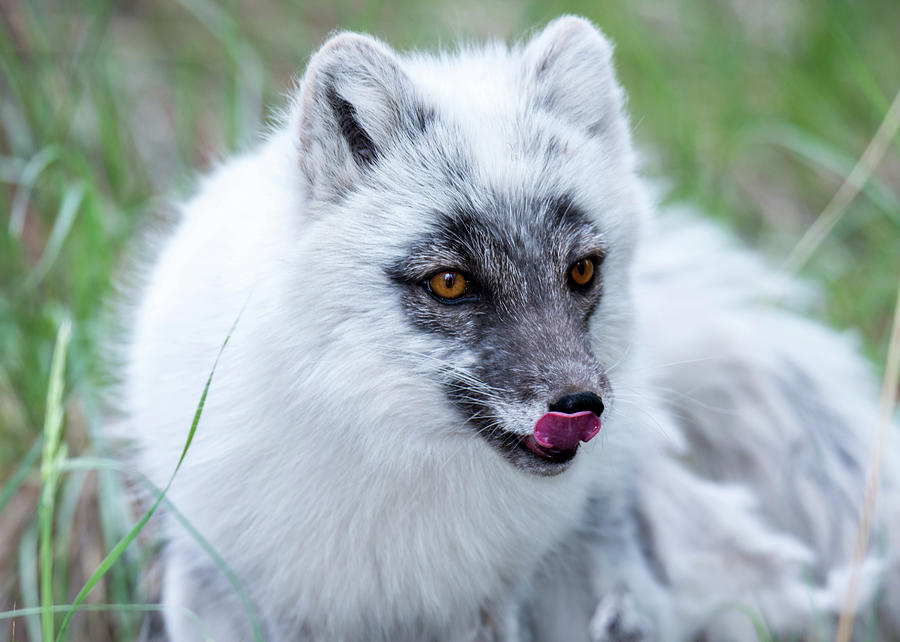 Arctic Fox Photograph by Robert Libby