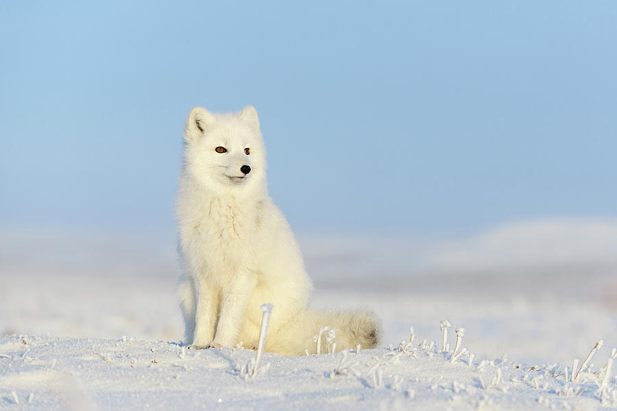 Arctic fox sitting on snow Photograph by Alexey Seafarer - Pixels