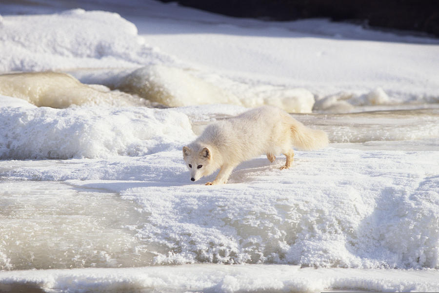 Arctic fox stalking , Canada Photograph by Comstock Images