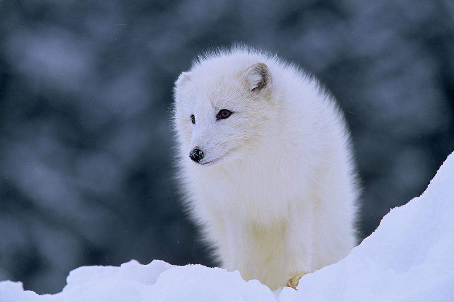 Wildlife Photograph - Arctic fox by Tim Fitzharris