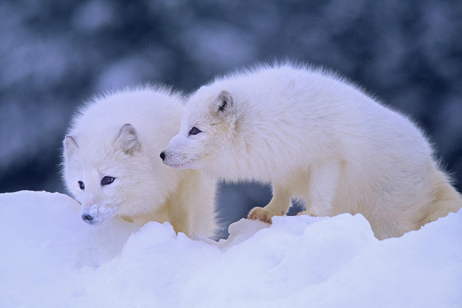 Wildlife Photograph - Arctic foxes by Tim Fitzharris