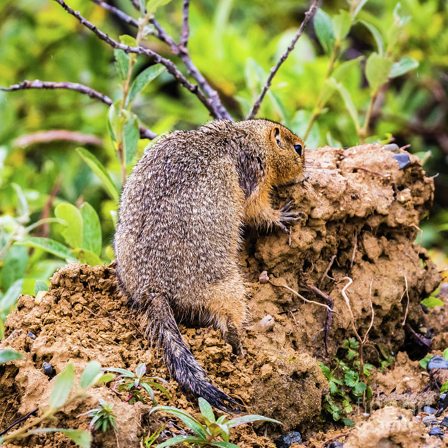 Arctic ground squirrel eating Photograph by Lyl Dil Creations