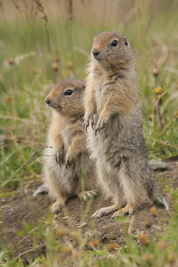 Arctic ground squirrels, Arctic National Wildlife Refuge, Alaska Photograph by Mint Images/ Art Wolfe