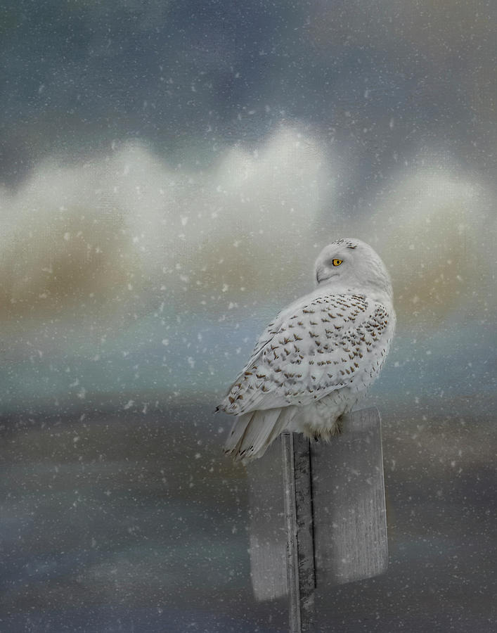 Arctic Hunter by Kelley Parker Arctic Hunter by Kelley Parker