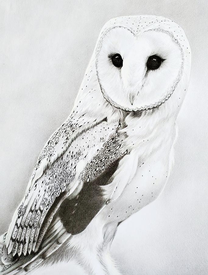Barn Owl Drawing by Ekaterina Korotovskikh Pixels