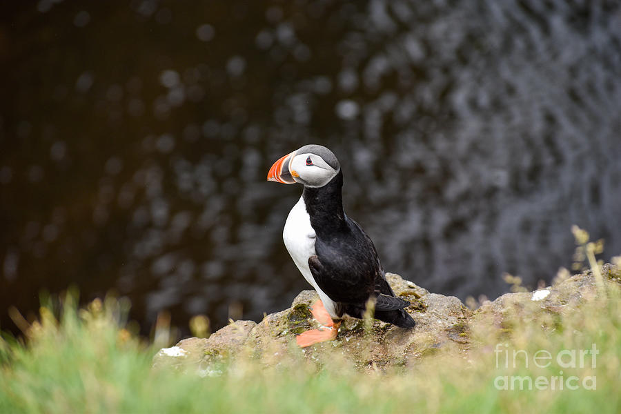 Arctic puffin Photograph by Ethan Creech - Fine Art America