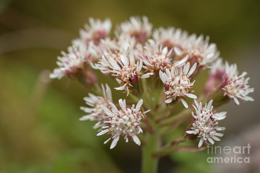Spring Photograph - Arctic Sweet Coltsfoot Blossom by Nancy Gleason