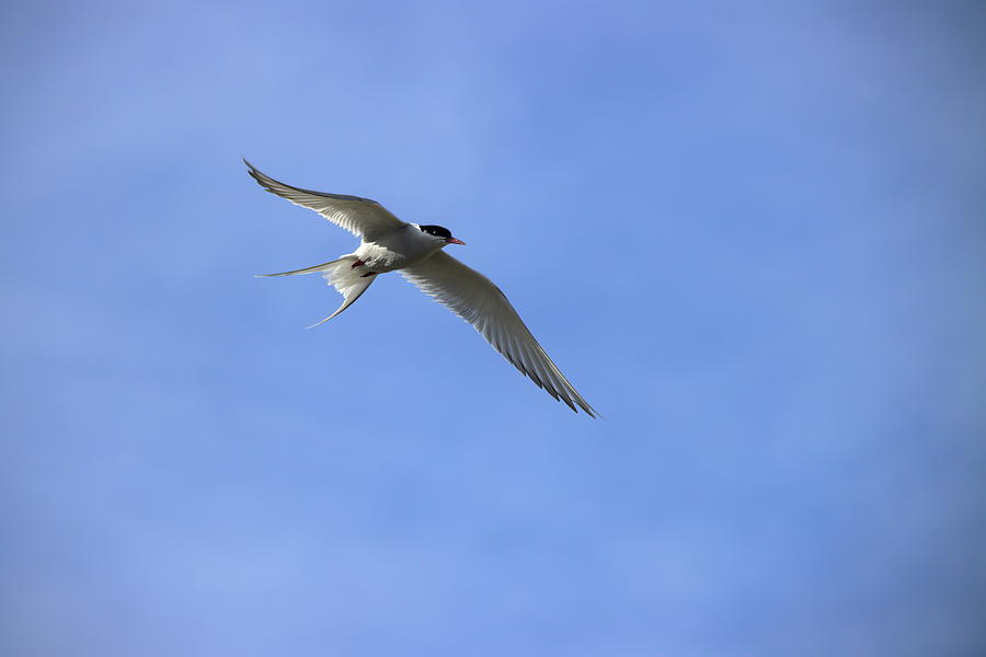 Arctic tern #1 Photograph by Christopher Mathews
