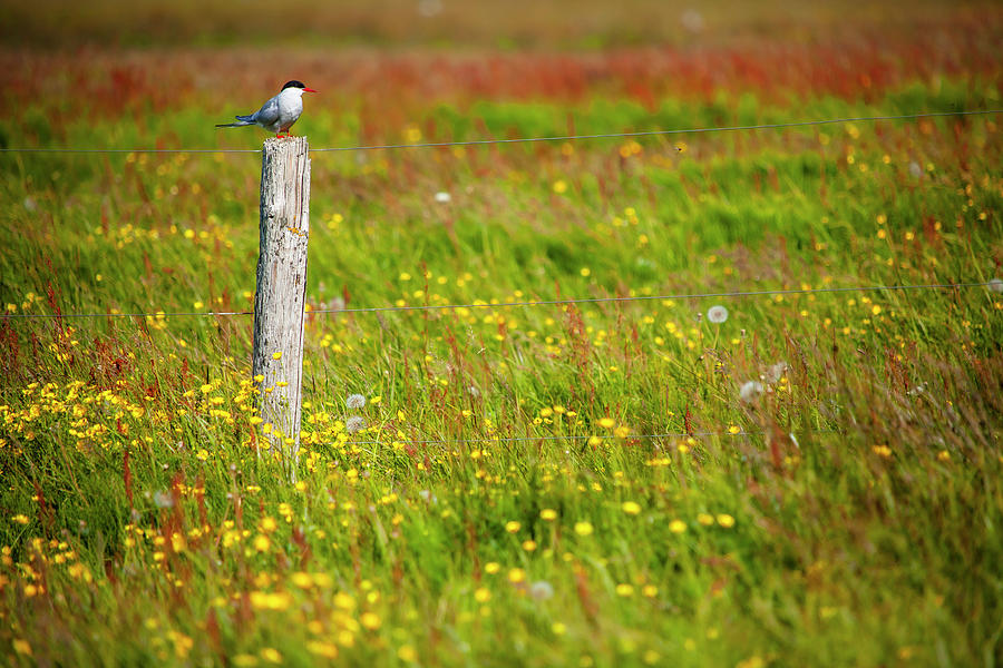 Arctic tern on a post Photograph by Ruben Vicente