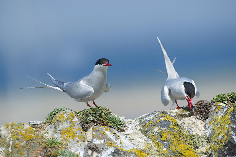 Arctic Terns, pair on wall, Northumberland Photograph by Mike Powles Arctic Terns, pair on wall, Northumberland Photograph by Mike Powles
