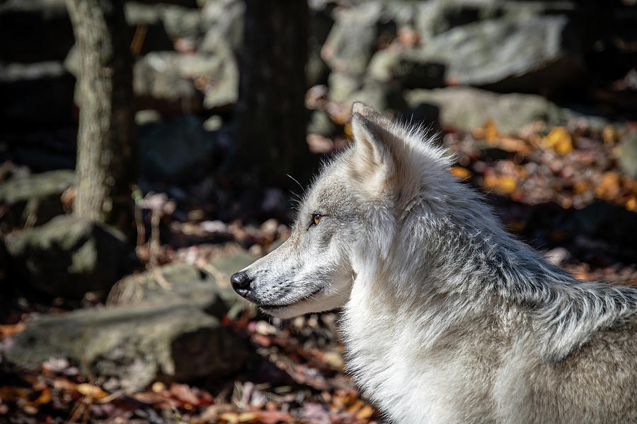 Tundra Thoughts Photograph by Rose Guinther