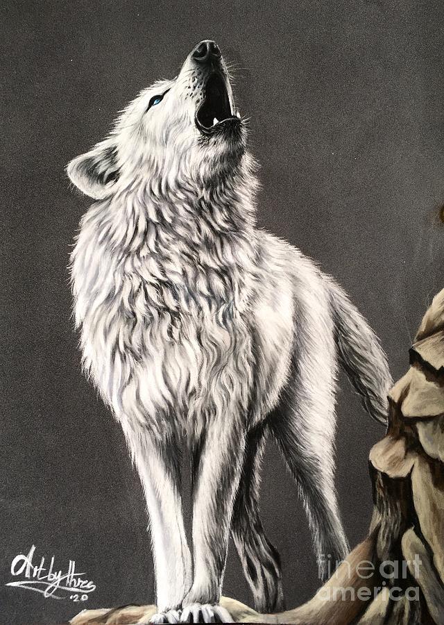 Arctic Wolf Drawing by Art By Three Sarah Rebekah Rachel White.