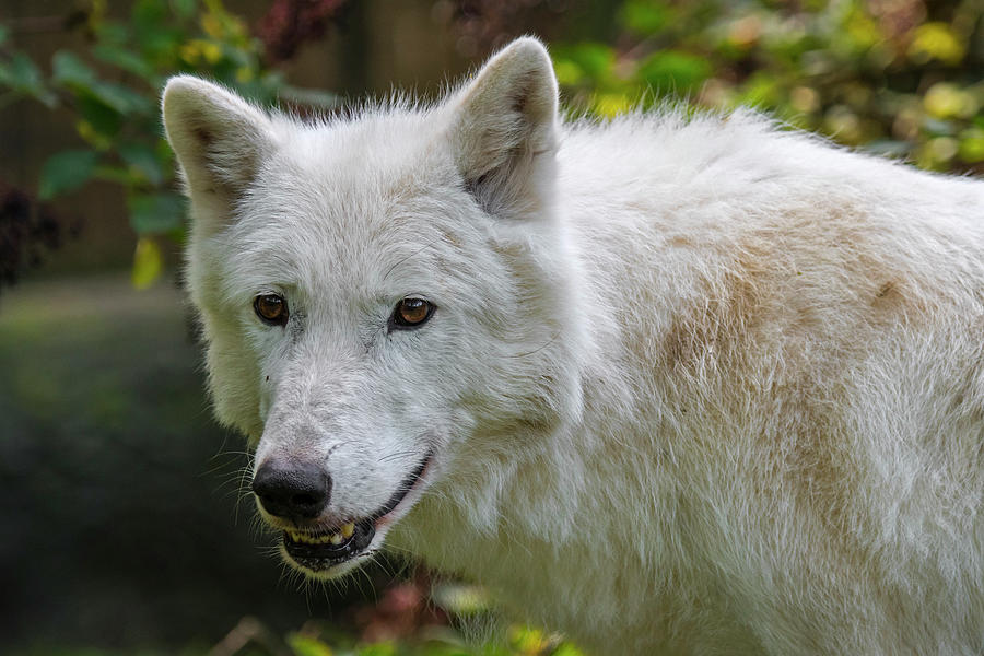 Arctic Wolf Photograph by Arterra Picture Library