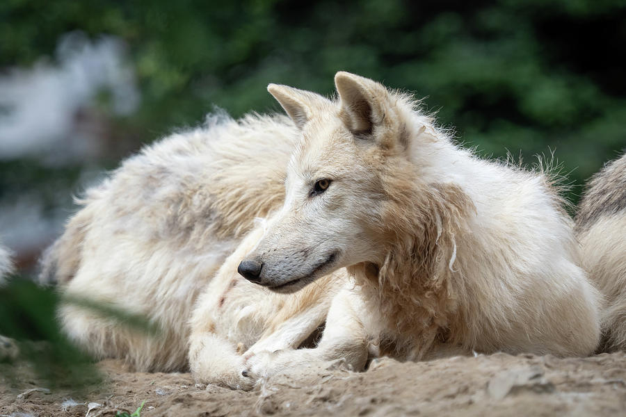 Arctic Wolf Canis Lupus Arctos Also Known As The White Wolf O