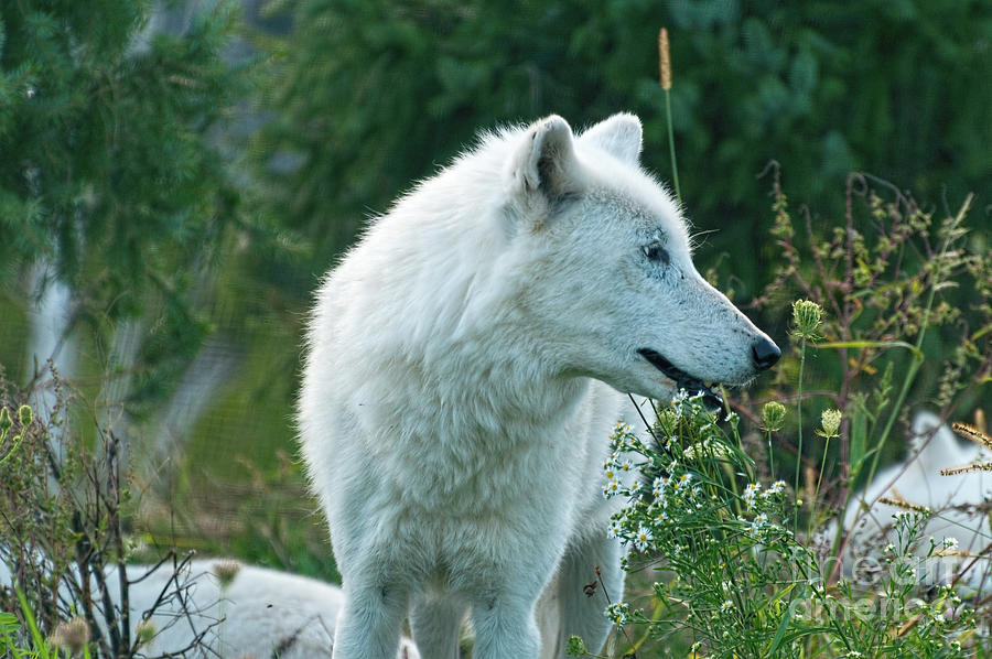Arctic wolf on a meadow Photograph by Les Palenik
