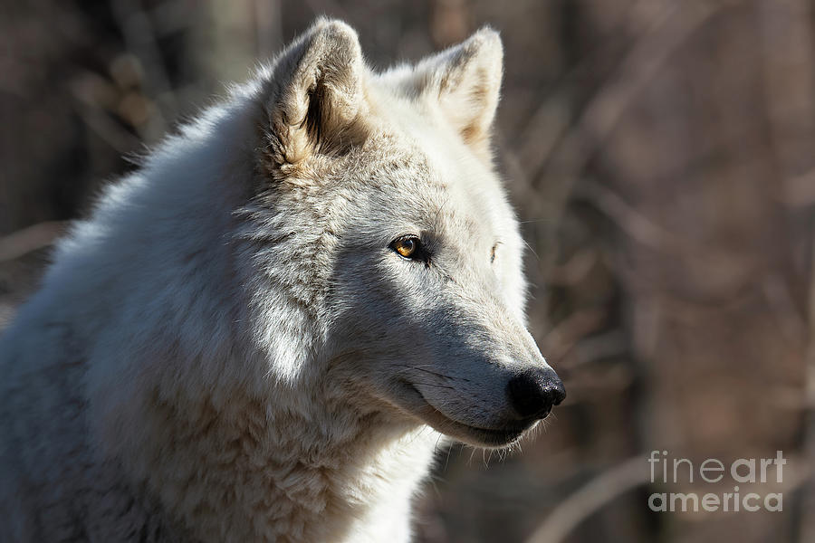 Arctic wolf - Portrait Photograph by Rehna George