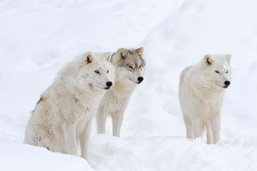 Arctic Wolves Photograph by Enn Li  Photography