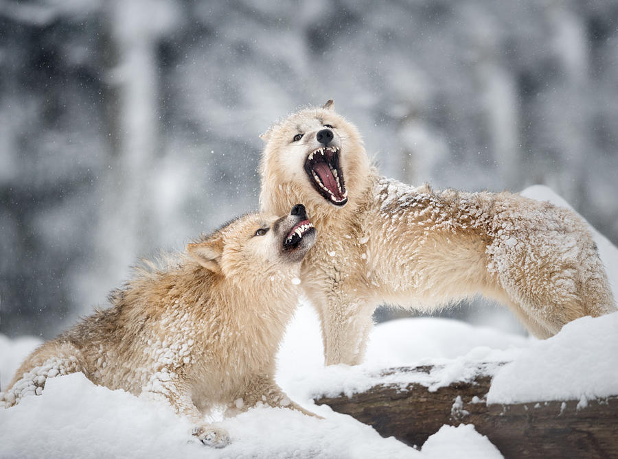 Arctic Wolves in Wildlife, Winter Forest Photograph by 4fr