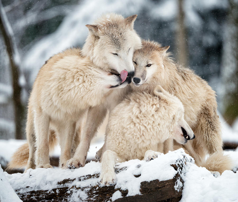 Arctic Wolves Pack in Wildlife, Winter Forest Photograph by 4fr