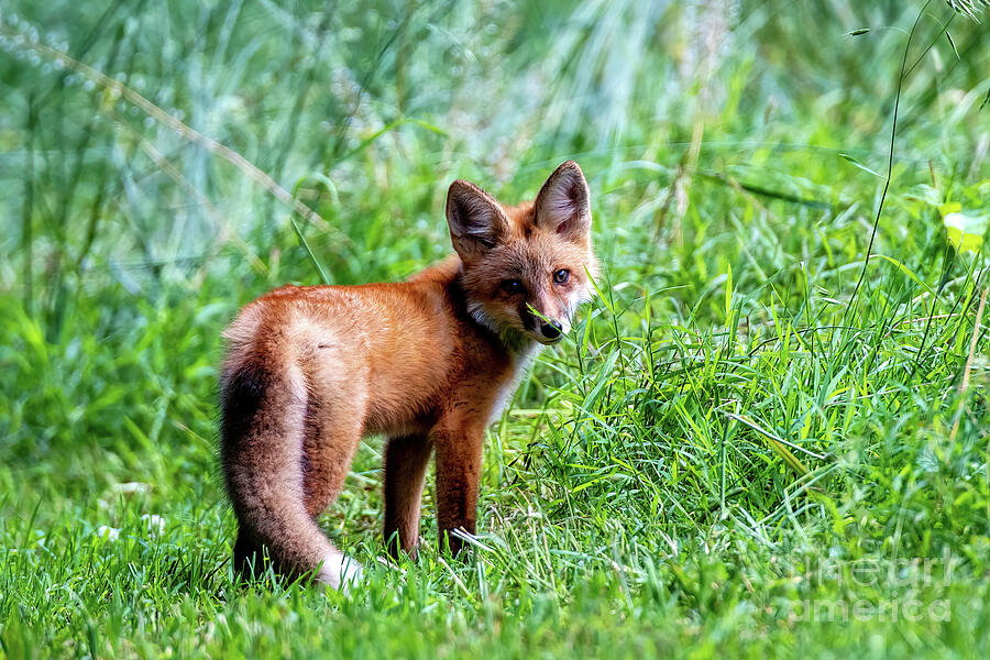 Are You Coming Photograph by Jennifer Jenson - Fine Art America