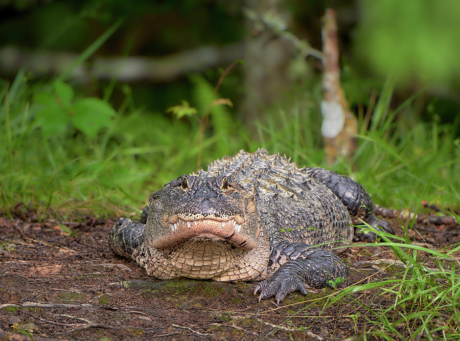 Are you talking to me? Photograph by Bill Chambers